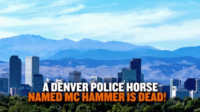 Police horse 'MC Hammer' euthanized after being left alone