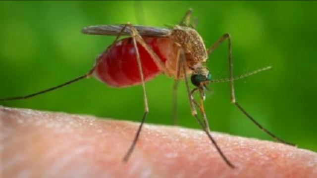 First West Nile virus death reported in DuPage County
