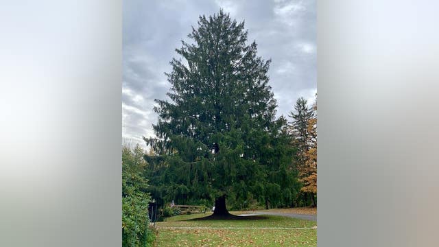 The Rockefeller Center Christmas Tree has been selected