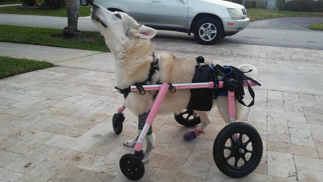 Senior dog with paralysis missing after car stolen with pet inside in South Florida