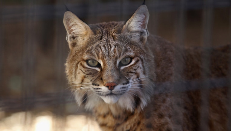 3f36381b-GETTY-bobcat_1552313942803.jpg