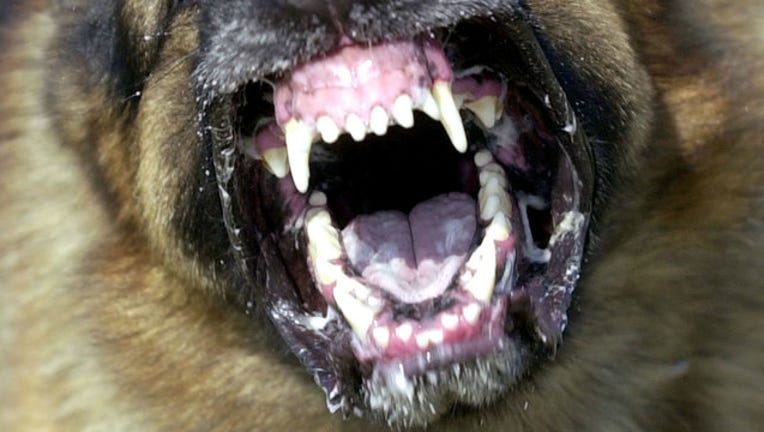 bba99450-GETTY-dog-teeth_1510158362953.jpg