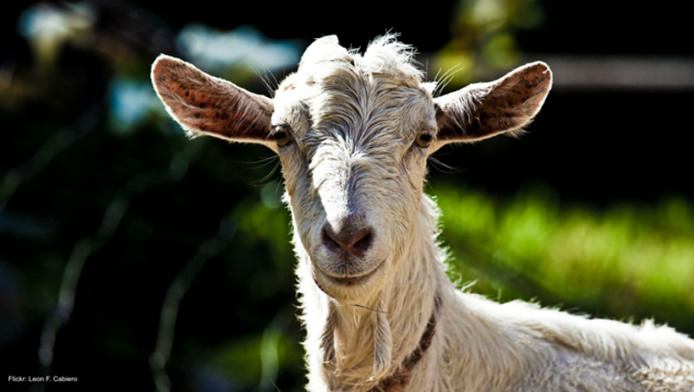 f824ee9f-Goat file photo by Leon F. Cabiero