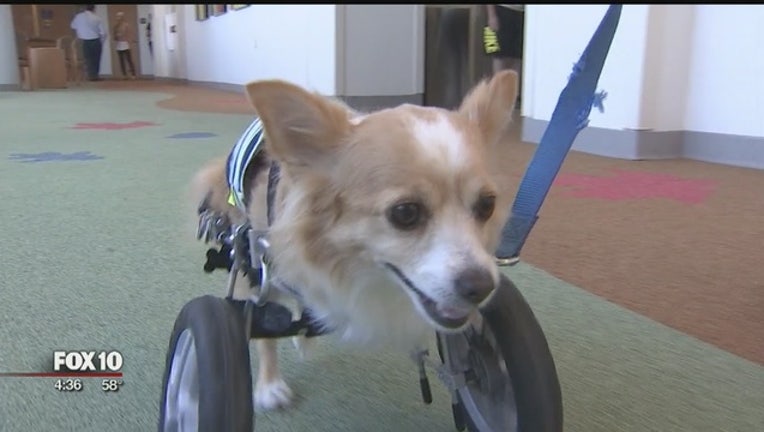 f68f96e3-Meet__Nubby__the_therapy_dog_0_20181227234524-408200