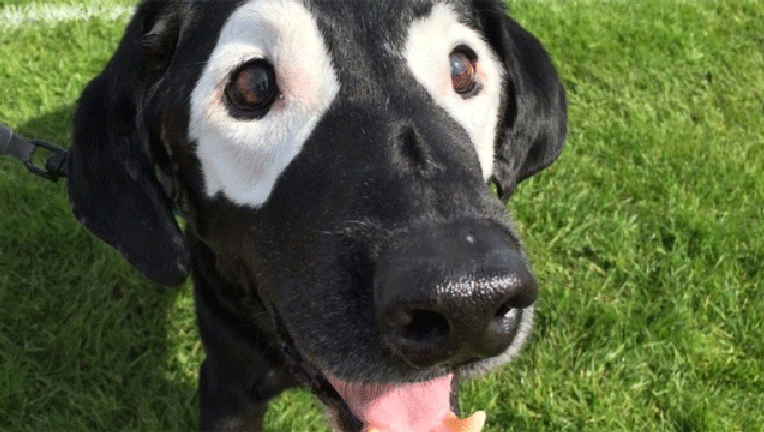 59f98d09-Rowdy-dog_1490231983976-407693.gif