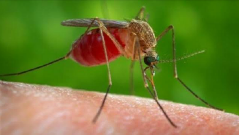 culex-mosquito_1532526178186.png