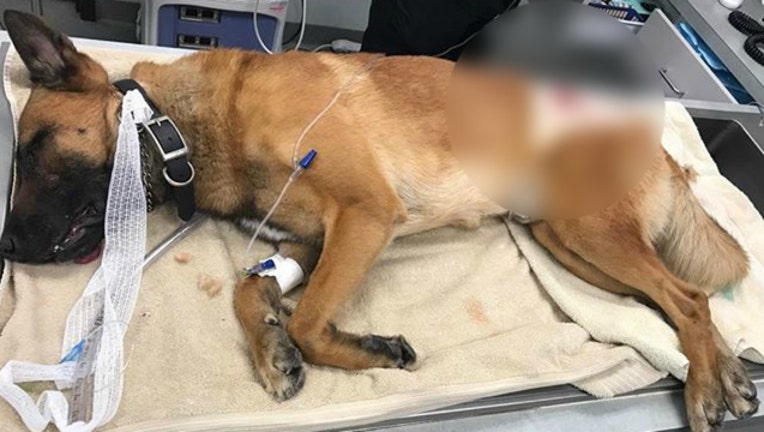 Palm Beach County Sheriff's Office K9 Casper was wounded in the line of duty