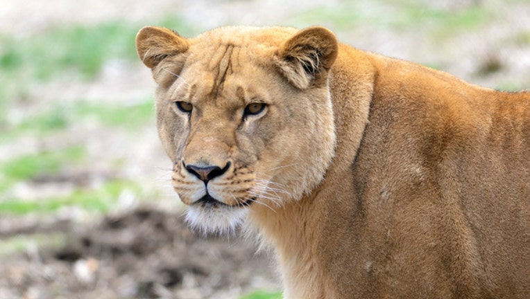 683396ef-lioness_1464183322774.jpg