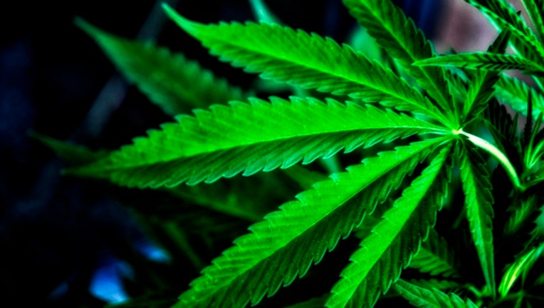 63dbe6fc-marijuana-leaf_1490267072038.jpg