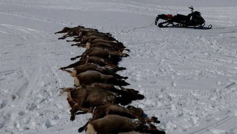 f03cb495-wolves-kill-elk_1459001710319.jpg