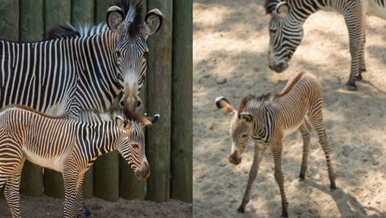 17796c74-zebra-foal_1466617171597.jpg