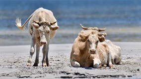 3 cows feared dead after being swept away by Hurricane Dorian are spotted on North Carolina Outer Banks