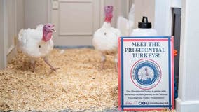 Presidential turkeys arrive in DC