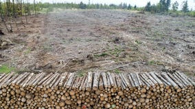 Deforestation is overrated as environmental threat, study finds