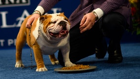 'Thor' the Bulldog takes top prize at the National Dog Show