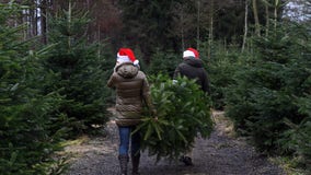 Potential Christmas tree shortage could hit your wallet this holiday season