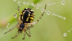 Spider and insect populations are declining at ‘frightening’ rates, scientists say