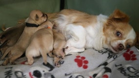 ‘They are her puppies now’: Orphaned puppies adopted by dog 5 days after she lost her own litter