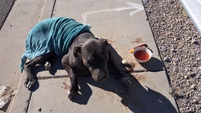 ‘Unthinkable’: Dog found shot in face, left to die on street near Las Vegas