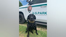 K9 officer retires after 56 'dog years' of service to National Park Service