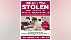 Puppy stolen from South Loop adoption center