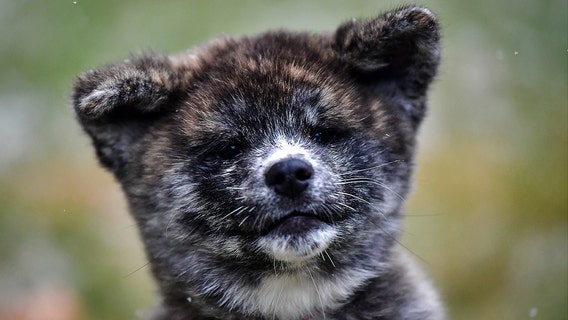 Animal cruelty now a federal crime after Trump signs bipartisan bill into law