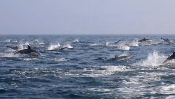 Dolphin stampede captured near Newport Beach's sightseeing tour boat