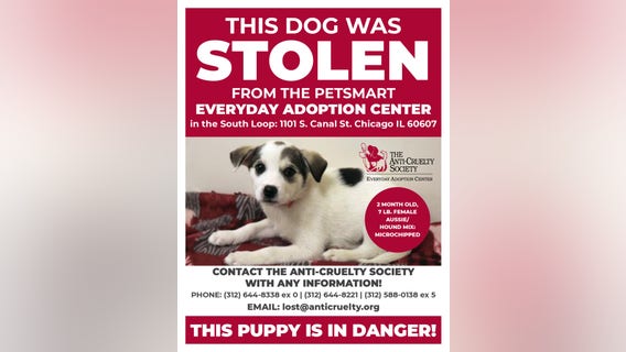Puppy stolen from South Loop adoption center