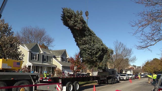 Chicago's 106th Christmas tree to arrive at Millennium Park Friday