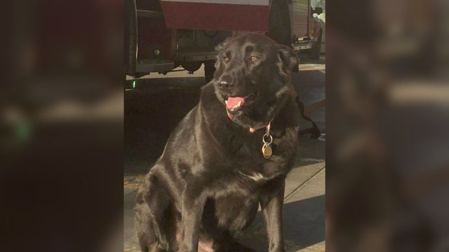 Missing Chicago Fire Department dog ‘Burny’ found