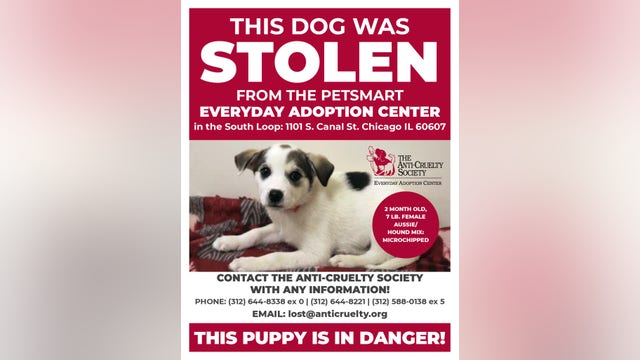 Puppy stolen from South Loop adoption center