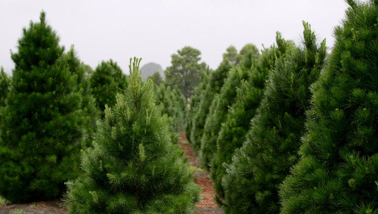 Christmas trees await collection.