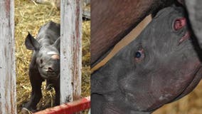 It’s a boy: Endangered black rhino born at Michigan zoo on Christmas Eve