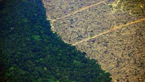 The Amazon has lost the equivalent of 10.3 million football fields to deforestation over past decade