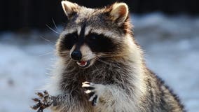 Chicago: Stop feeding the raccoons along Lake Michigan