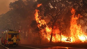 Thousands of koalas feared dead in wildfire-ravaged Australia