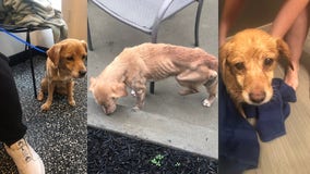 Fishtown couple adopts malnourished, elderly dog after she wanders into their home during storm