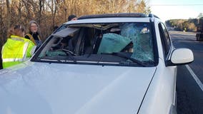 Deer killed after crashing through driver's windshield