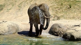 Dad arrested after taking his toddler into zoo's elephant enclosure to take a picture