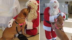 Dog at shelter for 900+ days asks Santa for forever home