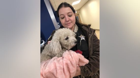 Dog thrown from moving car, ‘left to die’ on South Side is expected to recover