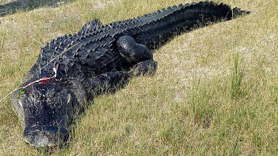 Florida man found eaten by alligator actually died from meth overdose, officials say