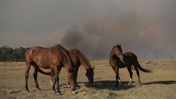 Authorities find 15 horses fatally shot in Kentucky