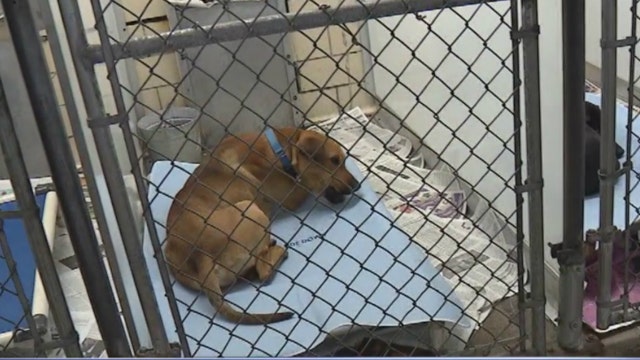 Illinois treasurer returns nearly $20K woman left to local animal shelter