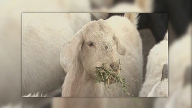 Illinois power company hires goats to clear out brush