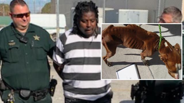 Sheriff escorts man to jail after 'extremely emaciated' dog found: 'This is how we treat you'