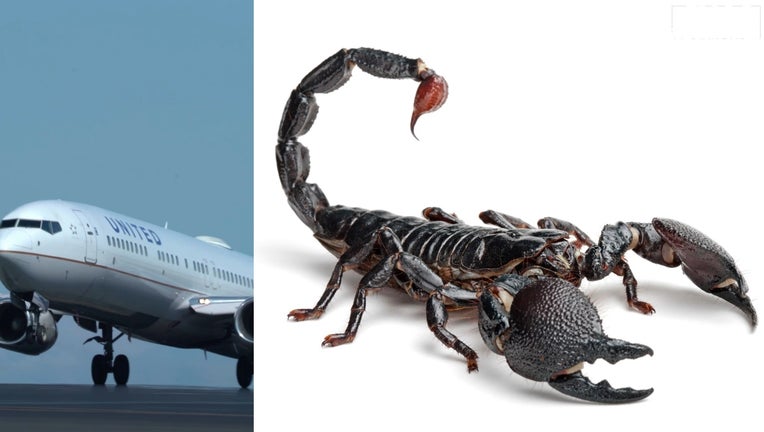 United-Scorpion.jpg