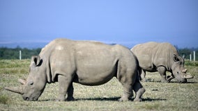 'Amazing': New embryo created of nearly extinct rhino species