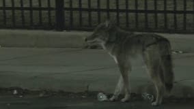 Officials on the hunt for coyotes after 2 reported attacks in Chicago, several sightings