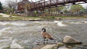 Trump removes environmental protections for streams and wetlands